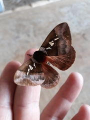 Dirphiopsis ayuruoca