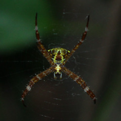 Argiope appensa