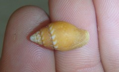 Pardalinops testudinaria