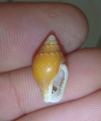 Pardalinops testudinaria
