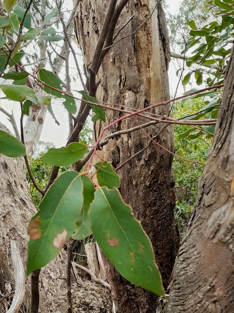 Swamp Gum from Mount Cook, Wellington, New Zealand on May 1, 2024 at 01 ...