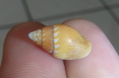 Pardalinops testudinaria