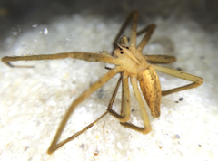 Pisaurina dubia
