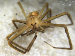 Pisaurina dubia