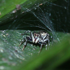 Cosmophasis thalassina