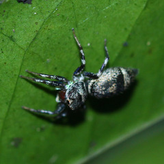 Cosmophasis thalassina
