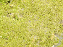 Ulva californica