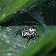 Cosmophasis thalassina