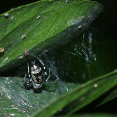 Cosmophasis thalassina