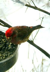 Haemorhous purpureus