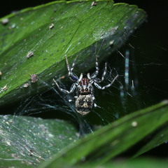 Cosmophasis thalassina