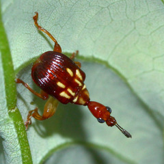 Apoderinae