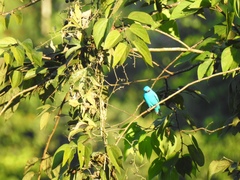 Cotinga maynana