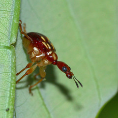 Apoderinae