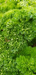 Petroselinum crispum