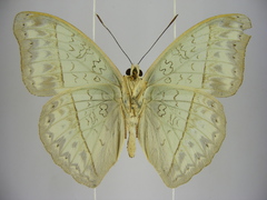 Cymothoe caenis