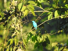 Cotinga maynana