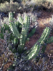Myrtillocactus cochal
