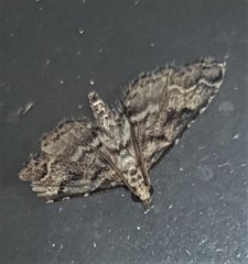 Sufetula hemiophthalma