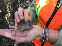 Peromyscus fraterculus
