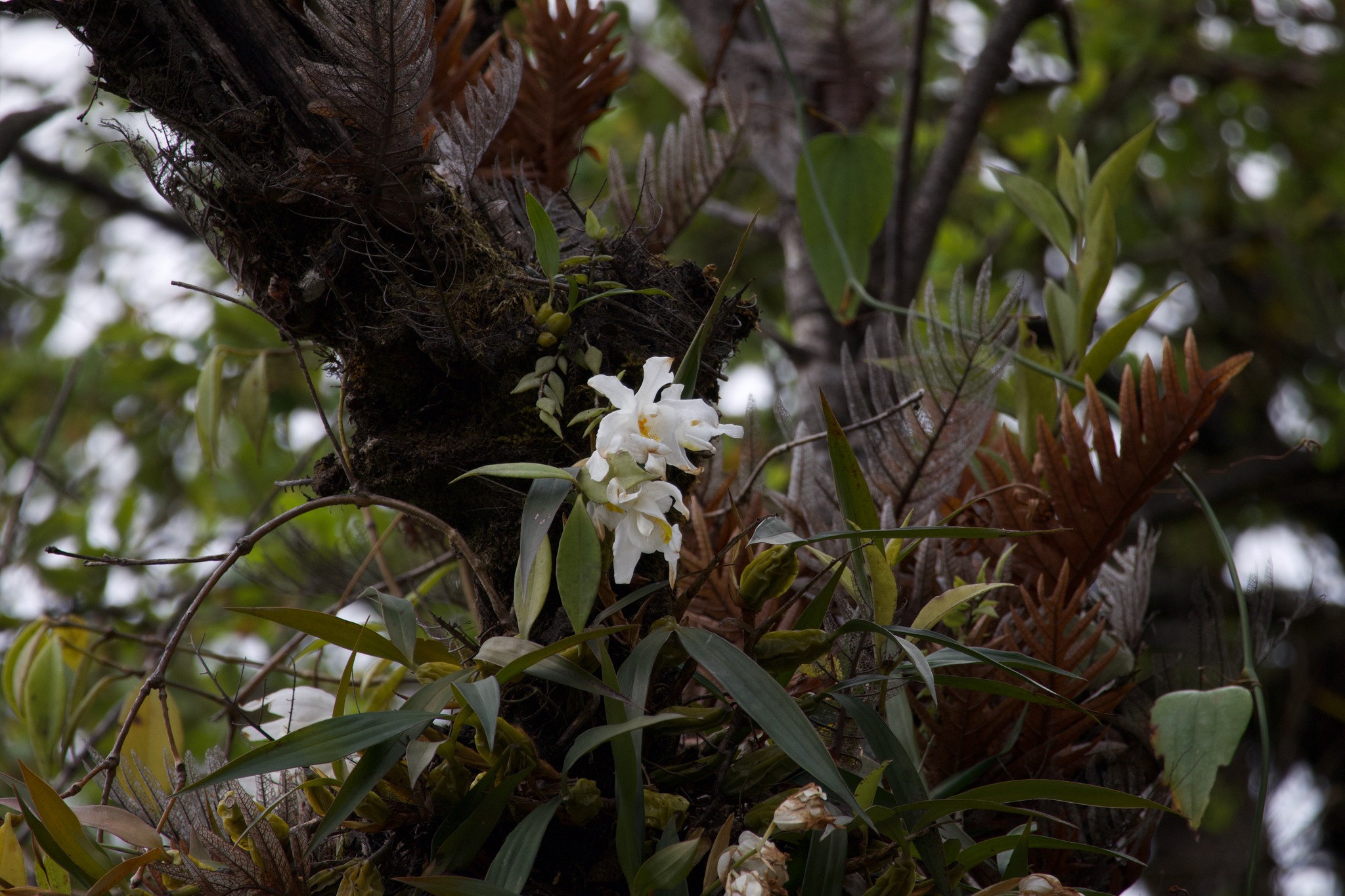 Imagem de Orquídea-dama-da-noite
