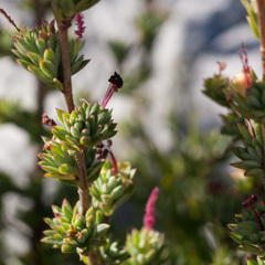 Cliffortia carinata