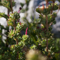 Cliffortia carinata