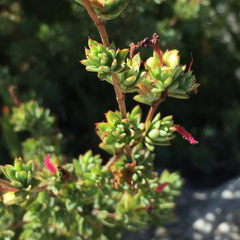 Cliffortia carinata