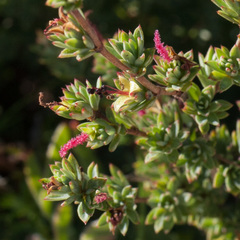 Cliffortia carinata