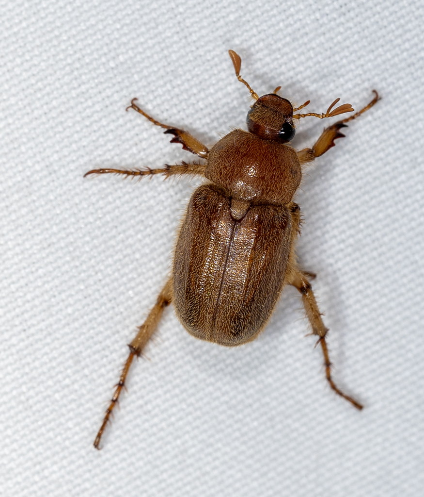 Plectris aliena