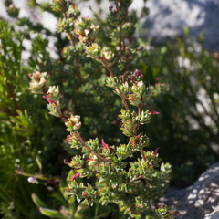 Cliffortia carinata