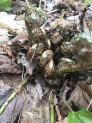 Matteuccia struthiopteris