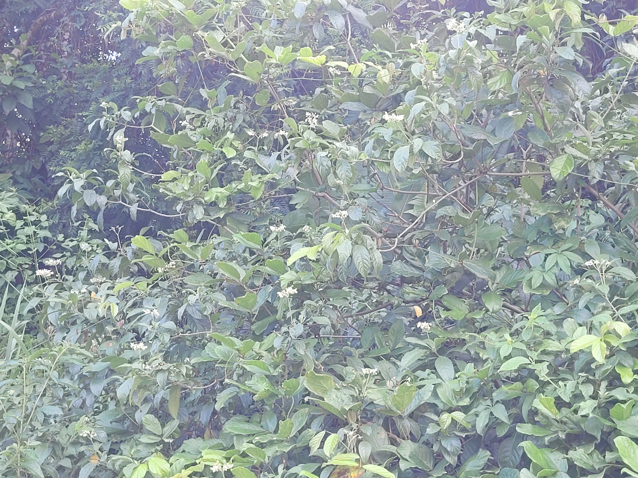 Imagem de Jurubeba