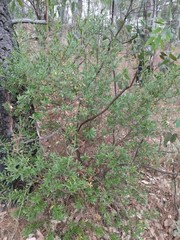 Baccharis heterophylla
