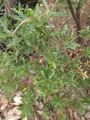Baccharis heterophylla