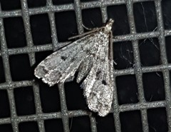 Sufetula hemiophthalma