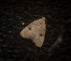 Tolpiodes oligolasia