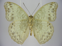Cymothoe caenis