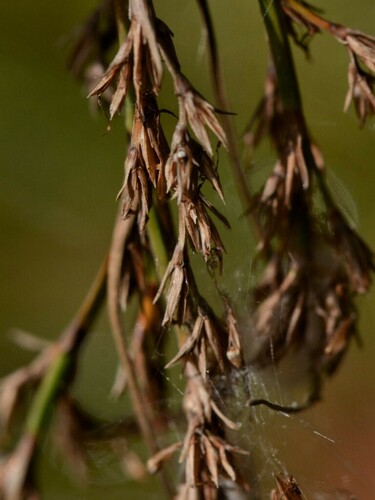 Anthelepis undulata observed 2024-04-22
