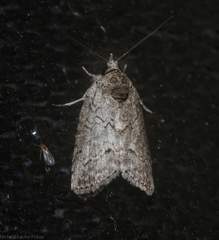 Nycteola polycyma