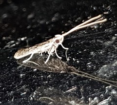 Lecithocera imprudens