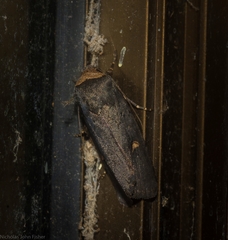 Proteuxoa testaceicollis