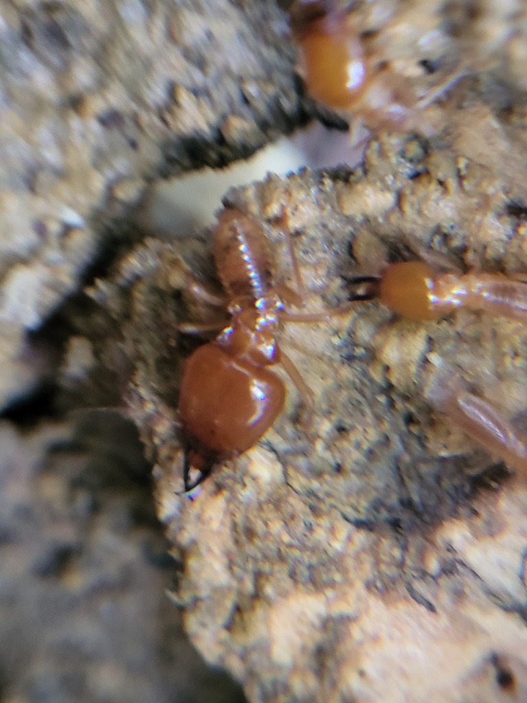 Macrotermes malaccensis