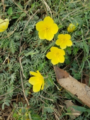 Tribulus cistoides