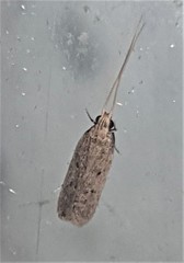 Lecithocera imprudens