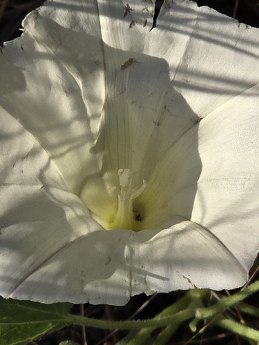 Image of Calystegia subacaulis by (c) Alan Rockefeller, some rights reserved (CC BY)