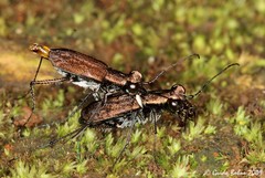 Cylindera holosericea