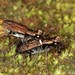 Cylindera holosericea - Photo (c) Dr. Guido Bohne, some rights reserved (CC BY-SA), uploaded by Dr. Guido Bohne
