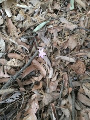 Pseuderanthemum praecox