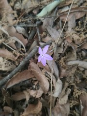 Pseuderanthemum praecox